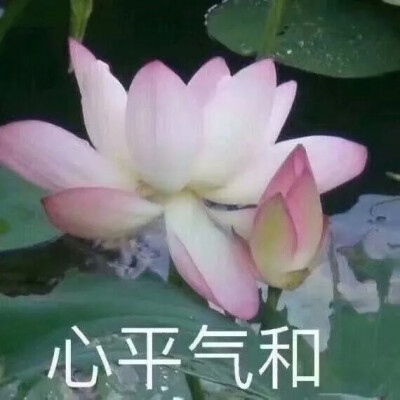 沙雕.荷花.女头.|