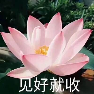 沙雕.荷花.女头.|