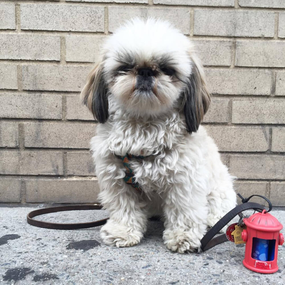 西施犬的两只毛茸茸的大耳朵可以长得像两小马尾