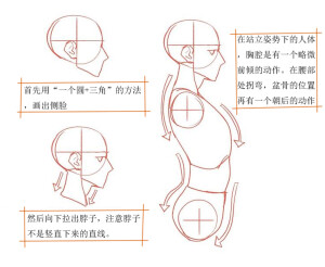 人体比例