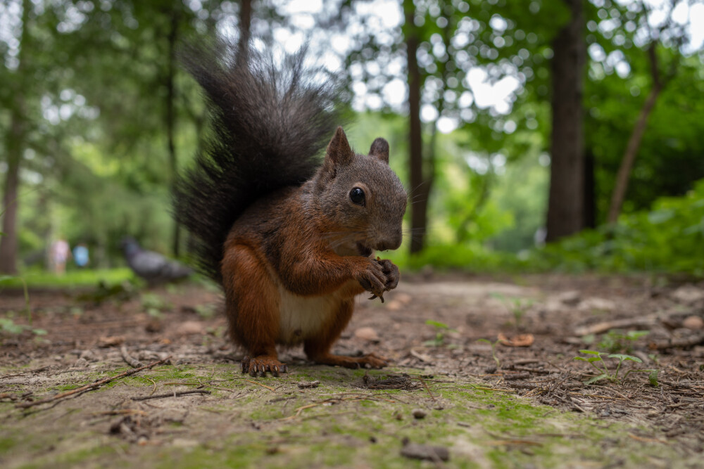 General 6000x4000 squirrel animals nature