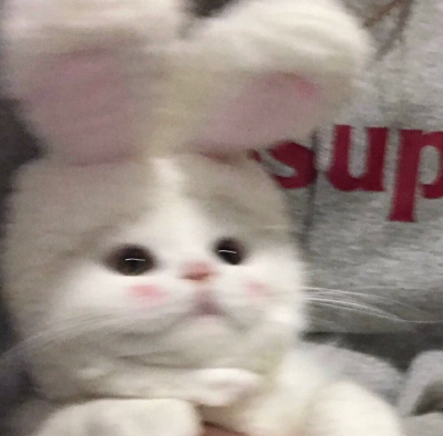 可爱壁纸和头像