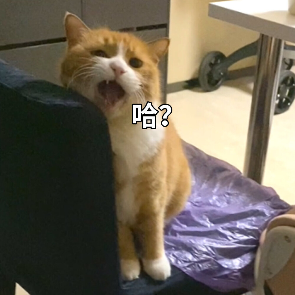 猫猫表情包 papi家的小咪 哈？？？