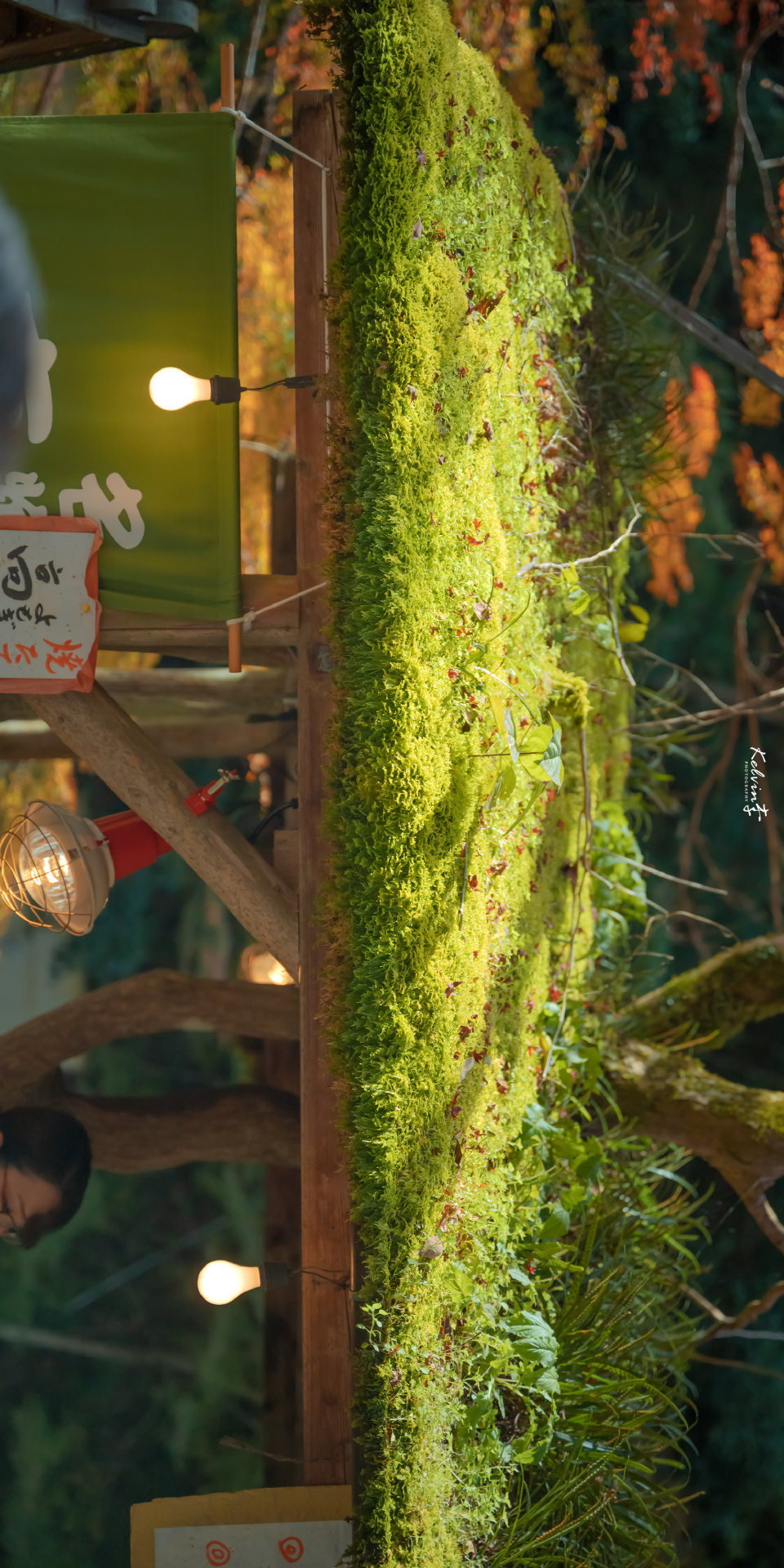 夏天的未完待续就留给秋天完成吧
©：kelvin李