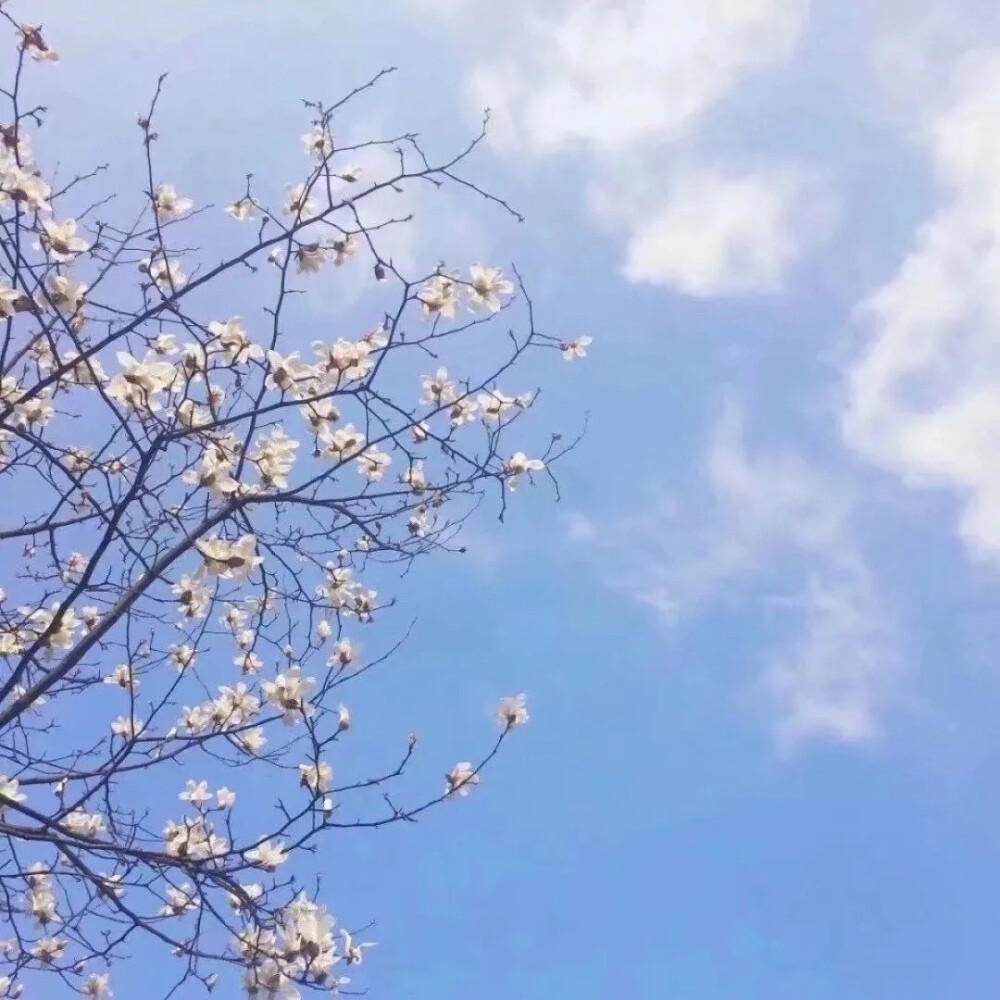 微信头像+背景套图
