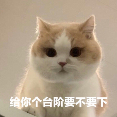 猫猫表情包 居高临下的主子 给你个台阶要不要下？