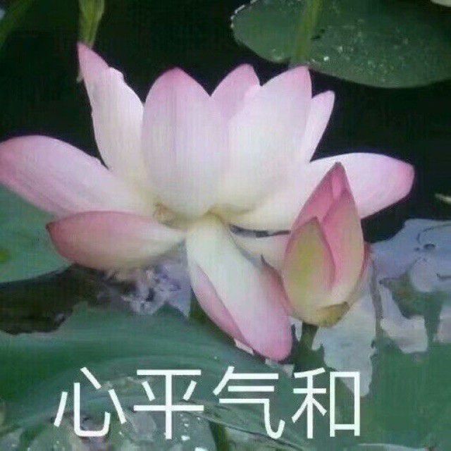 闺头四人