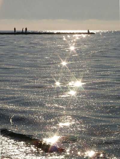 像掉进海里的星星 好美✨