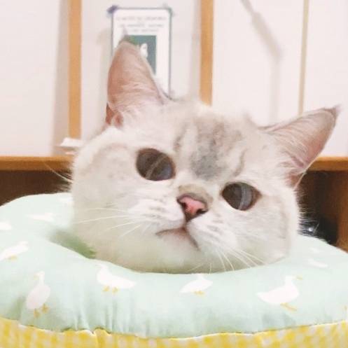 vb猛猪猪和臭娜娜