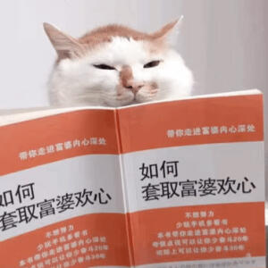 猫猫表情包  GIF动图 读不进去