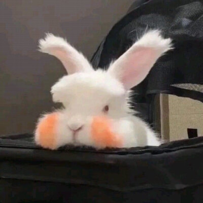 兔子 头像
