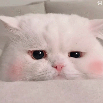 二传注明dt林乐词