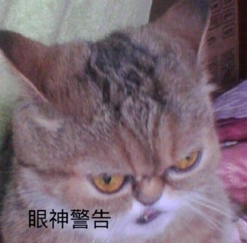 猫猫表情包 眼神警告 凶狠