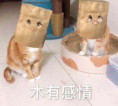 猫猫表情包 木有感情