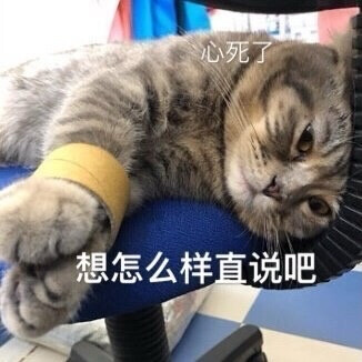 猫猫表情包 想怎么样直说吧 心死了