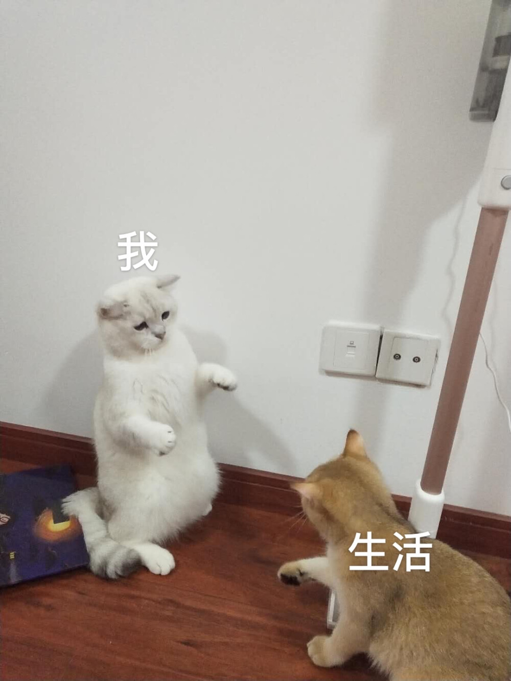 猫猫没有烦恼