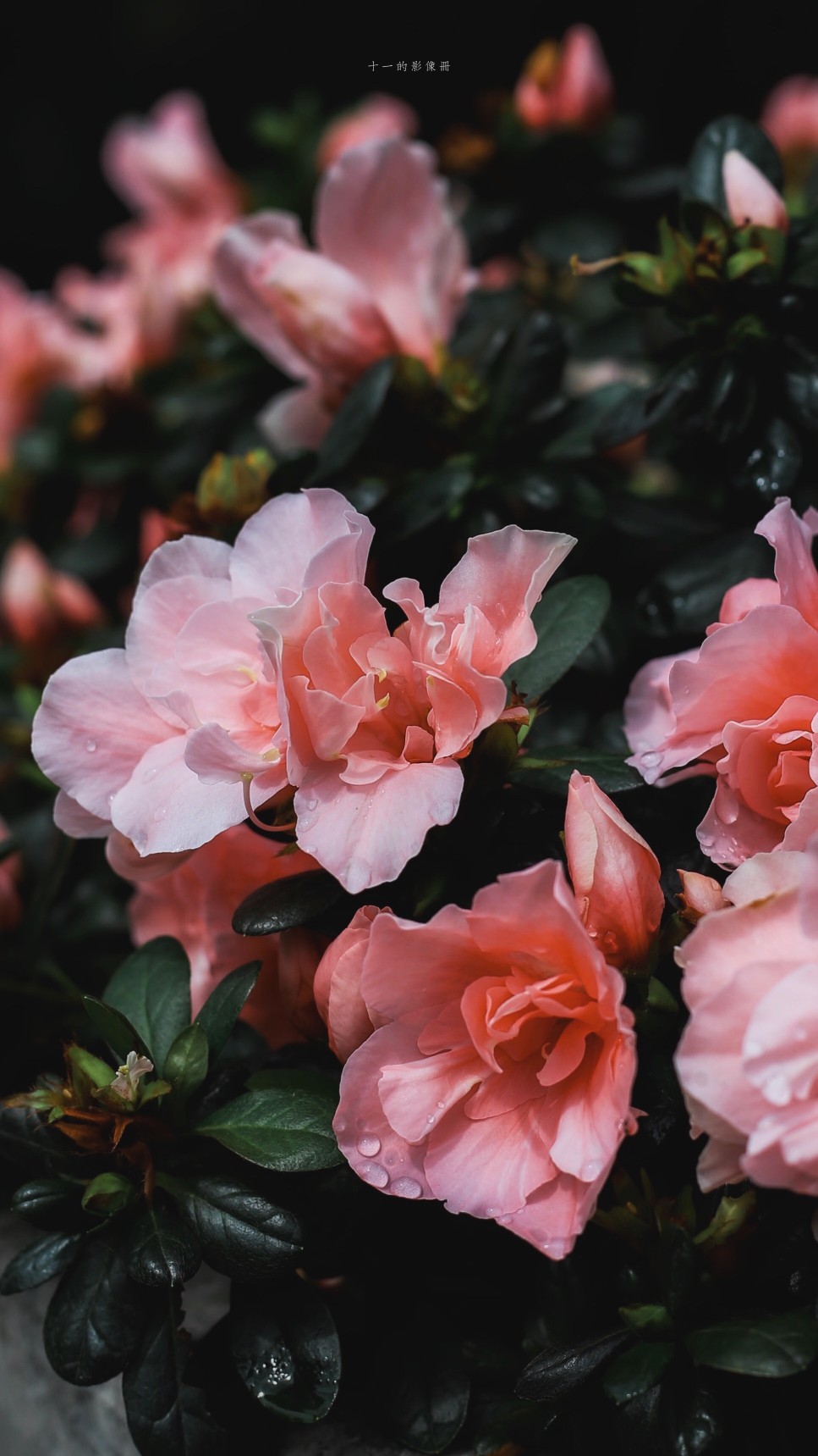 栽进秋风里，撞个满怀
摄影@十一的影像册
#微博摄影大赛##九月你好# ​