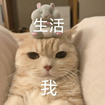 可爱猫咪表情包
cr. 橘猫沙梨Sally