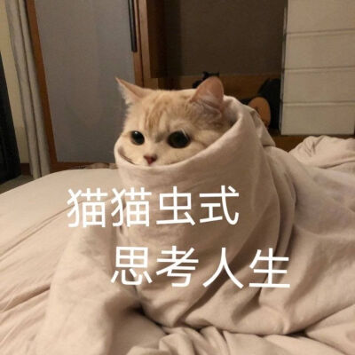 可爱猫咪表情包
cr. 橘猫沙梨Sally