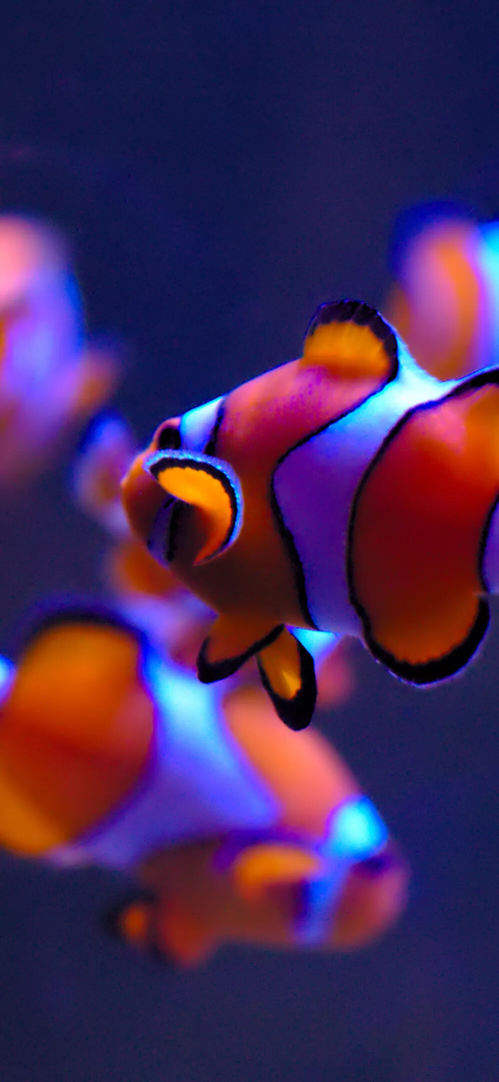 全面屏高清壁纸