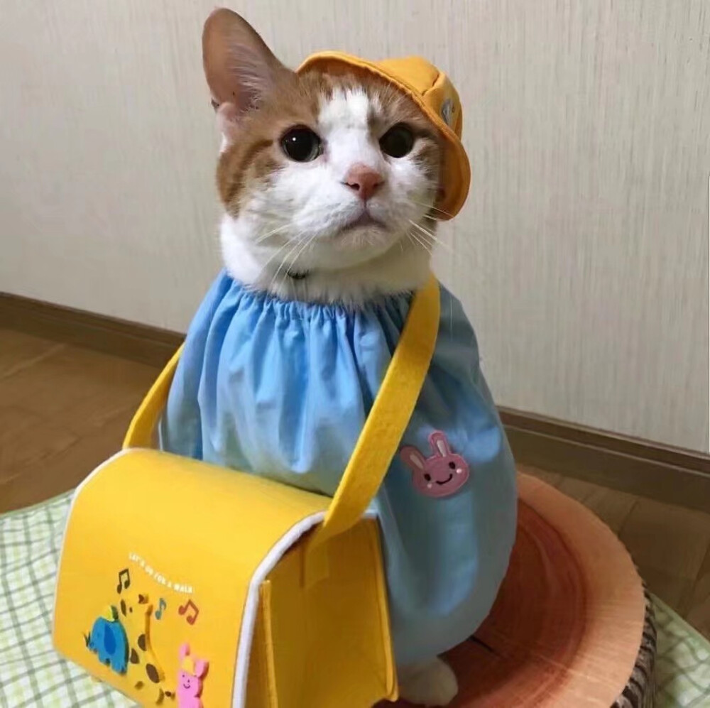 猫咪头像