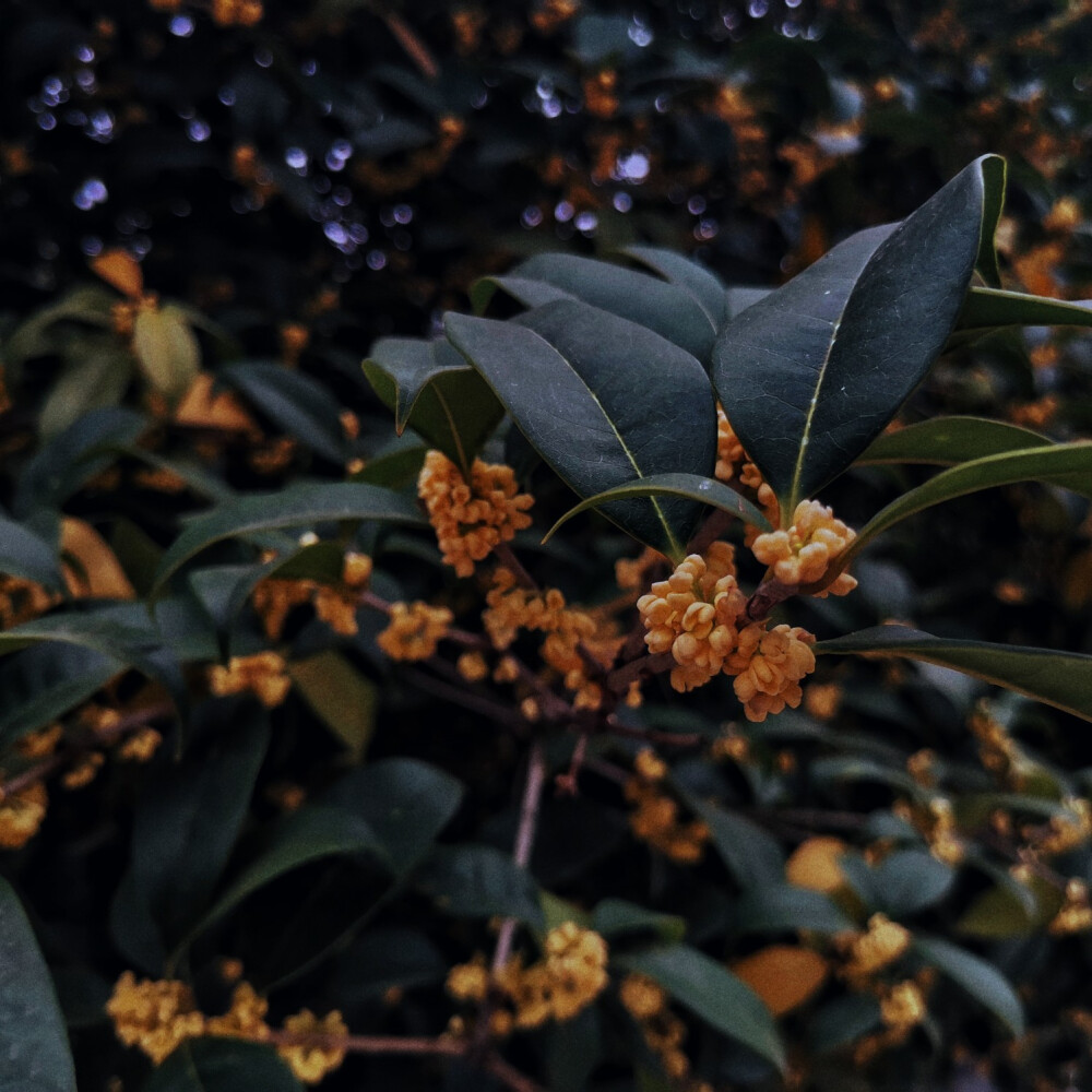 桂花 随手拍 摄影