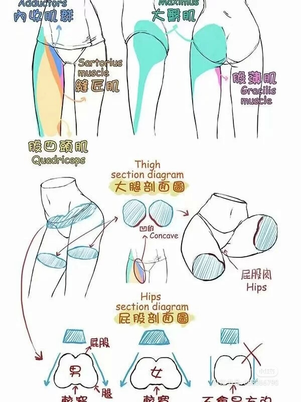 人体褶皱