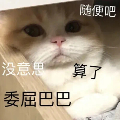 猫猫表情包 GIF动图 委屈巴巴 算了 没意思