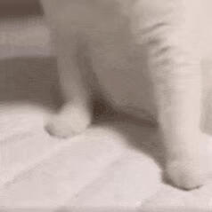 猫猫表情包  GIF动图 轰然倒塌