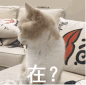 猫猫表情包 GIF动图 在？
