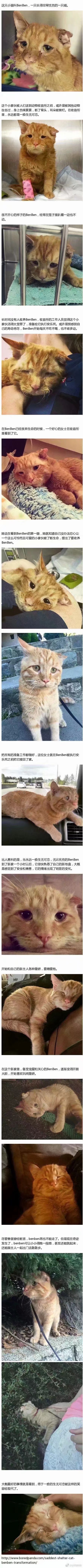 收留小猫猫的人一定是天使?。?！