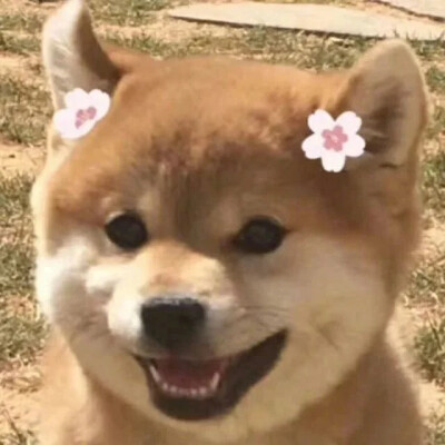 萌宠