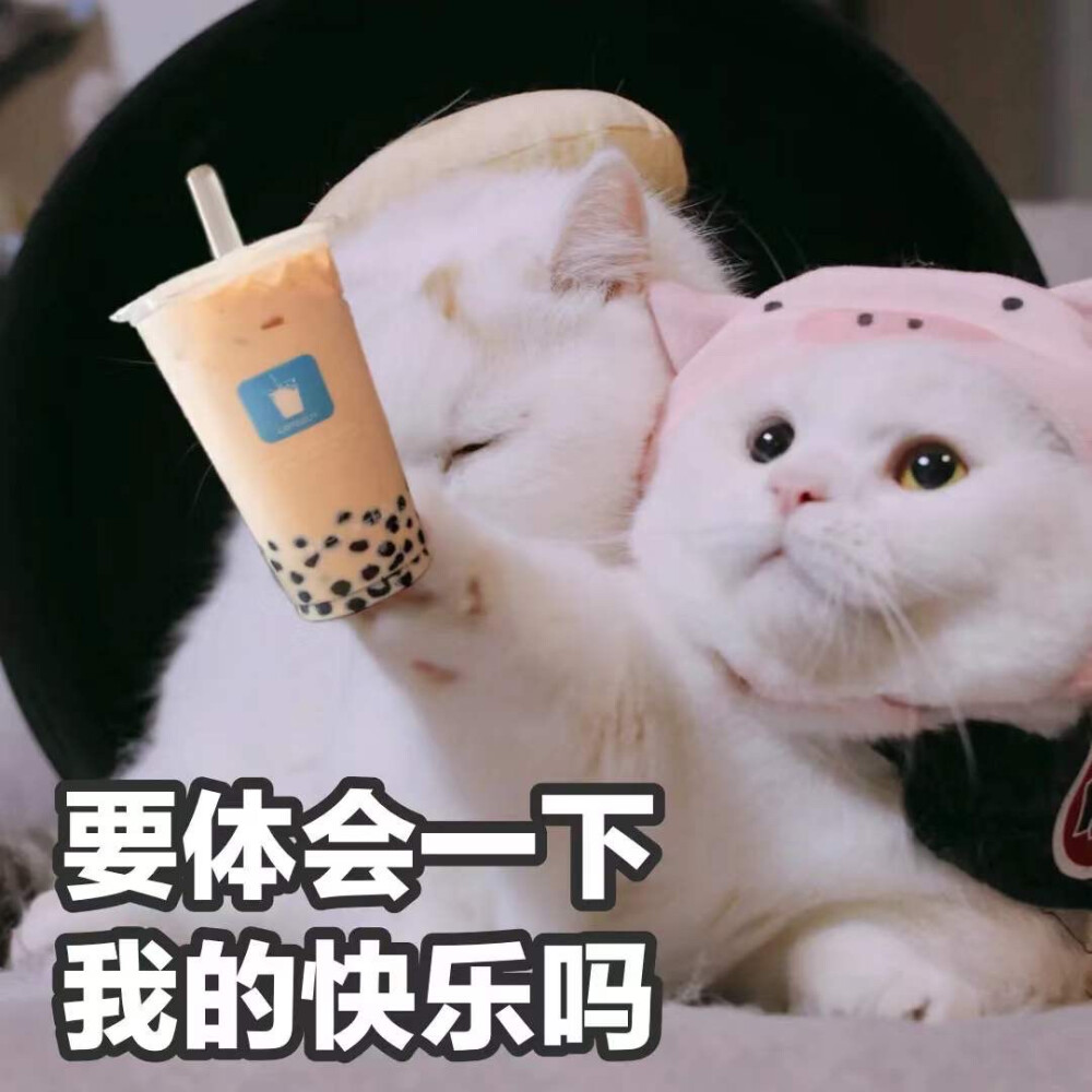 猫猫表情包 递奶茶 要尝一下我的快乐吗