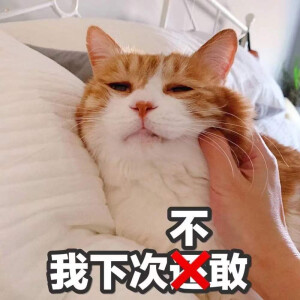 猫猫表情包  下次还敢