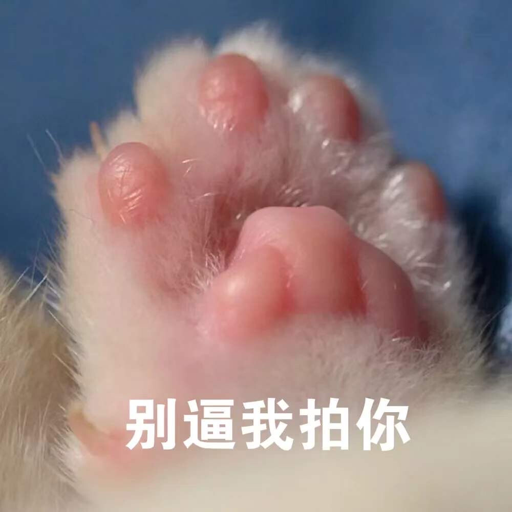 猫猫表情包 别逼我拍你