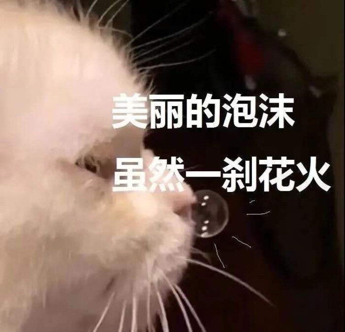 猫猫表情包美丽的泡沫虽然一霎花火 堆糖 美图壁纸兴趣社区