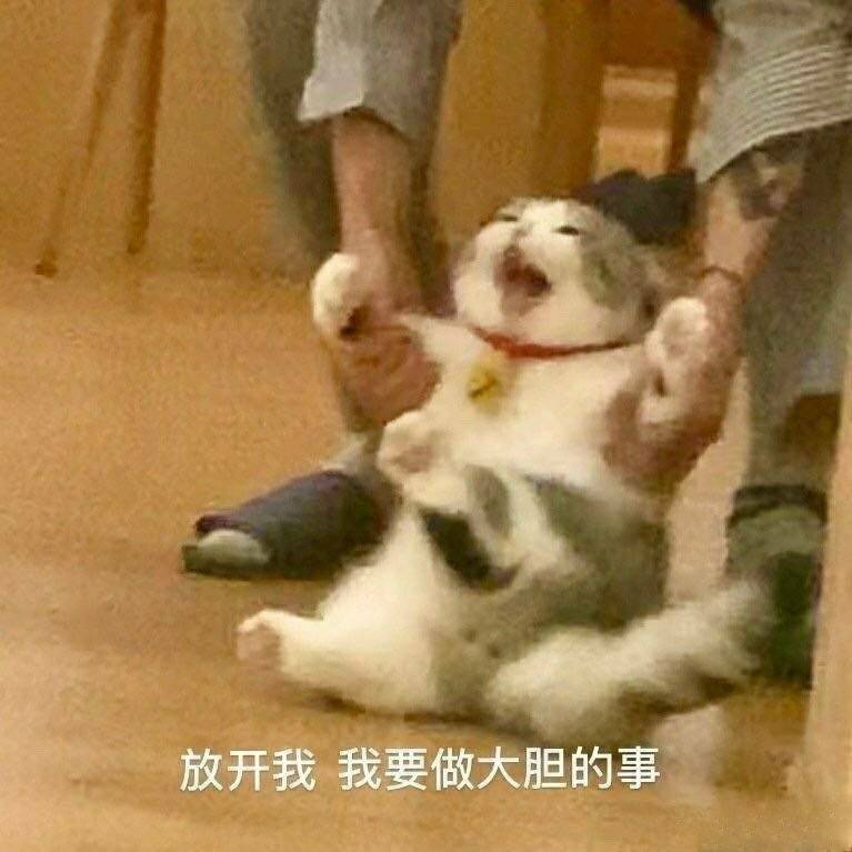 猫狗表情包