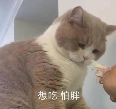 猫狗表情包