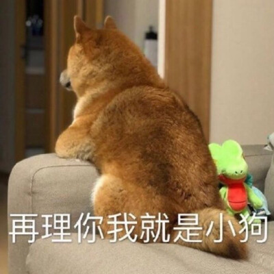 猫狗表情包