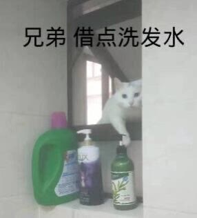 猫狗表情包