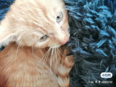 橘猫弟弟坐标沈阳求领养