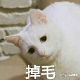 猫猫狗狗