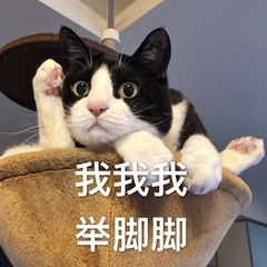 猫猫狗狗