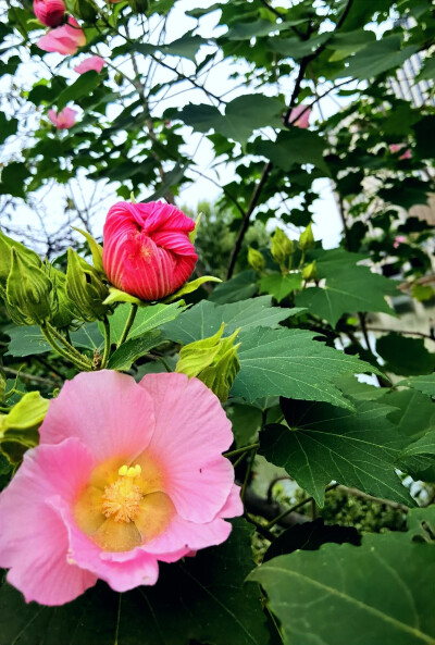 江南好，风景旧曾谙。日出江花红胜火，春来江水绿如蓝。能不忆江南？