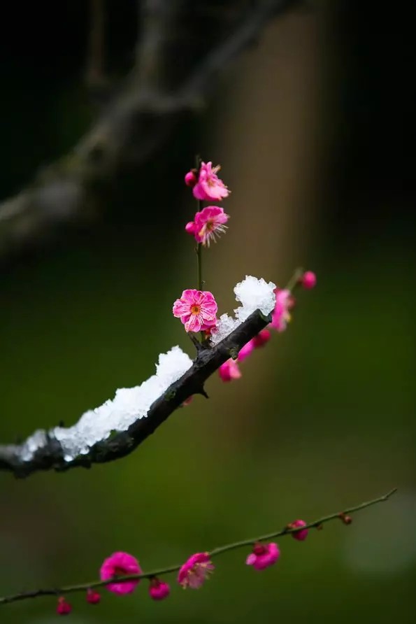 梅须逊雪三分白，
雪却输梅一段香。
