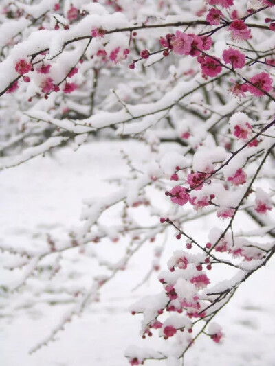 梅须逊雪三分白，
雪却输梅一段香。
