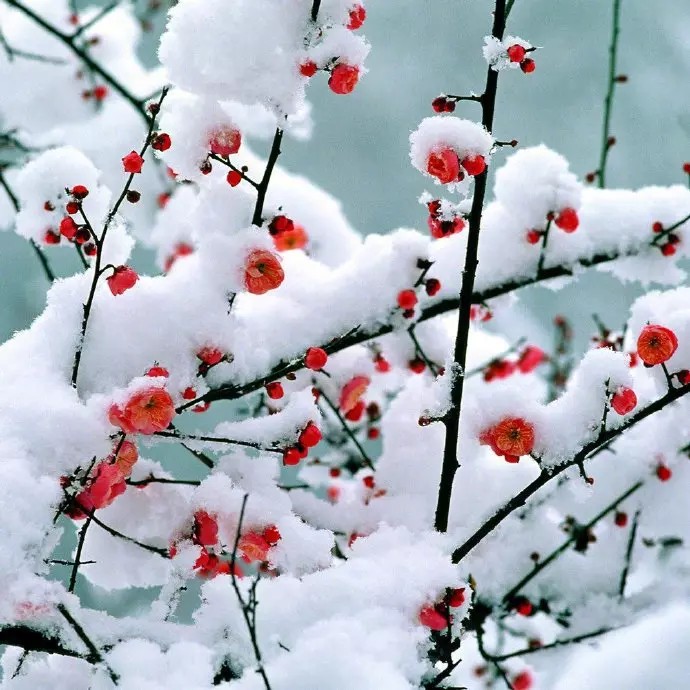 梅须逊雪三分白，
雪却输梅一段香。
