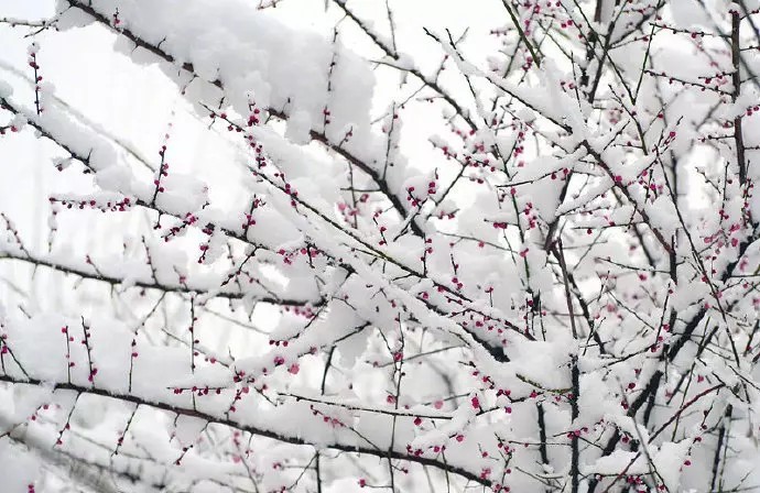 梅须逊雪三分白，
雪却输梅一段香。
