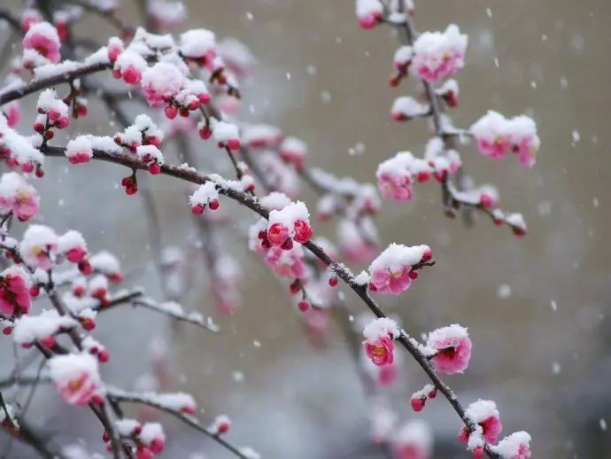 梅须逊雪三分白，
雪却输梅一段香。
