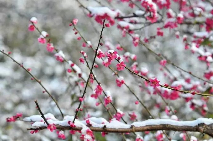 梅须逊雪三分白，
雪却输梅一段香。
